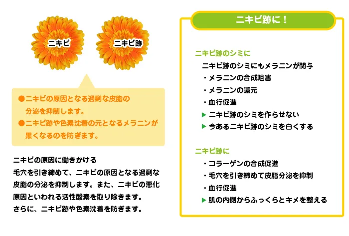 ビタミンCニキビ