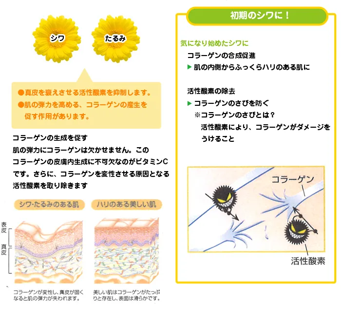 ビタミンCシワ