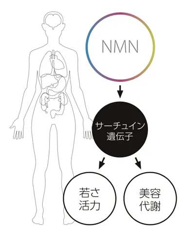 NMNの主な効果