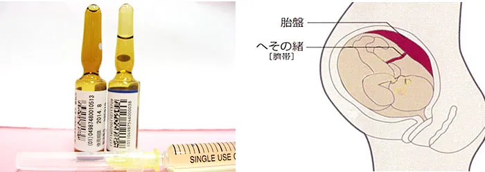 プラセンタとは?